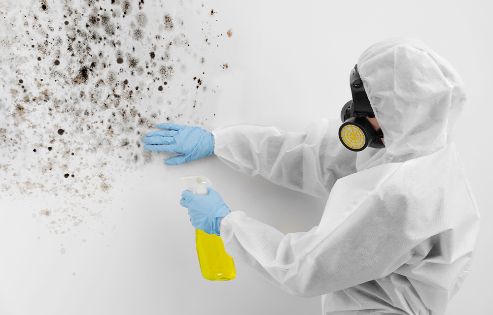 mold removal canada